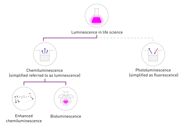 O que é luminescência - Significado e exemplos | BMG LABTECH
